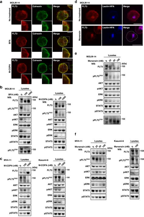 In Aml Cells Flt3 Itd Can Activate Akt Erk And Stat5 Before It