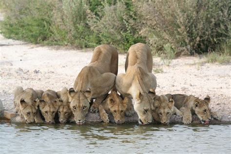 Rei dos animais veja 15 curiosidades sobre os leões Wild cats