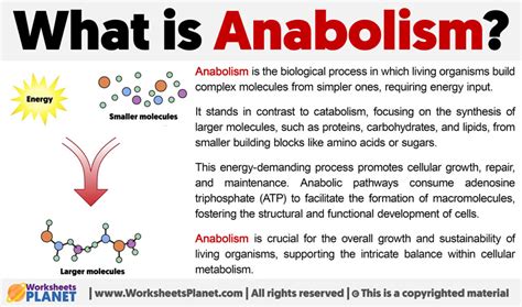 What Is Anabolism Definition Of Anabolism