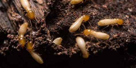 Termidor Vs Sentricon Vs Trelona Whats Most Effective For Termites