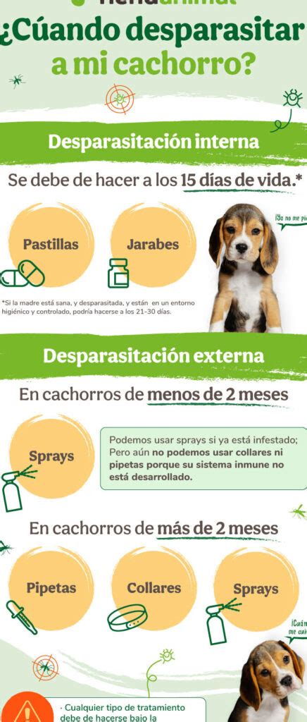 Cu L Es La Edad Ideal Para Desparasitar A Un Cachorro