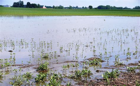 Crop Losses Possible From Flooding Purdue Experts Say Purdue University