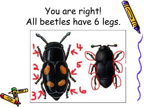 Ppt Beetles Powerpoint Presentation Free Download Id 5618050