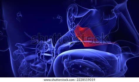 Human Skull Vomer Bone Anatomy 3d Stock Illustration 2228519019 ...