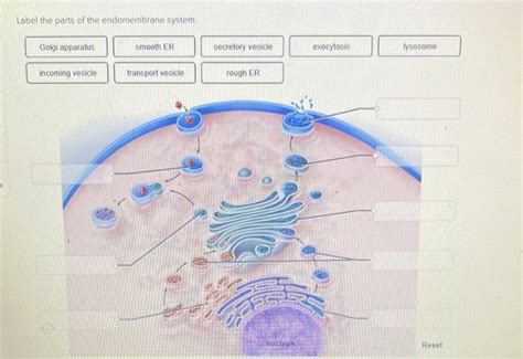 Solved Label The Parts Of The Endomembrane System Cellular Chegg