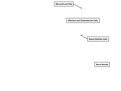 Olfactory Epithelium