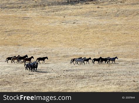 Wild Horses Running - Free Stock Images & Photos - 2337644 | StockFreeImages.com