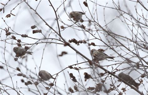 Common Redpoll Erroll NH 2022 12 15 094572 Clhowe2 Flickr