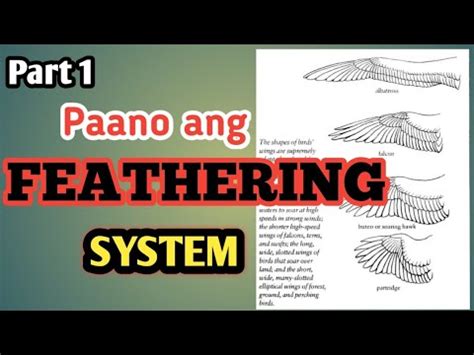 Tips On How We Use Feathering Sa Kalapati Namin Pigeonracing