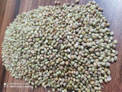 Natural Green Coriander Seed Packaging Size Kg At Rs Kg In Junagadh