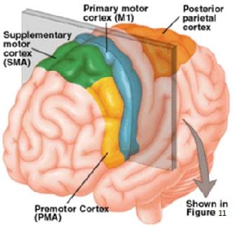 Figure 4 From Classification Of Extension And Flexion Positions Of