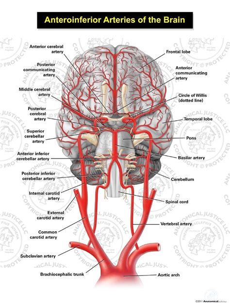 Anterior Cerebral Artery Anatomy