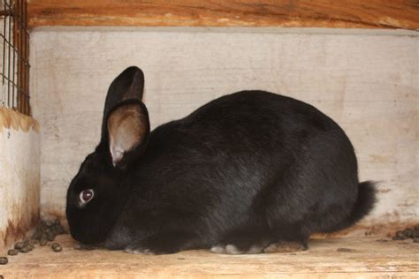 Flemish Giant Rabbits, Raymondville, MO