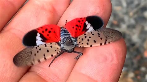 Spotted Lanternflies Swarm Virginia Youtube