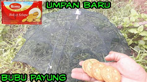 Coba Pasang Bubu Payung Pakai Umpan Biskuit Dua Kail Youtube