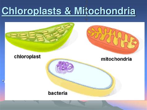 PPT - Chloroplasts & Mitochondria PowerPoint Presentation, free download - ID:230082