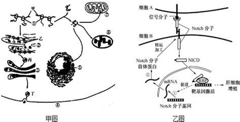 在真核细胞中从成分功能方面将细胞器进行归类不合理的是 A能产生水的细胞器有线粒体核糖体等b可以产生atp的细胞器有线粒体和