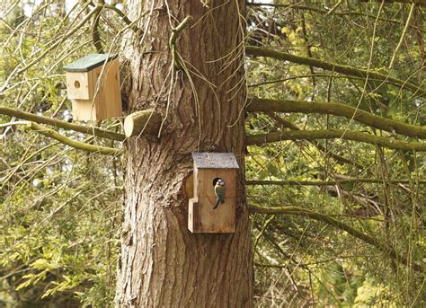 Blue Tits Nesting Sophie In The Sticks