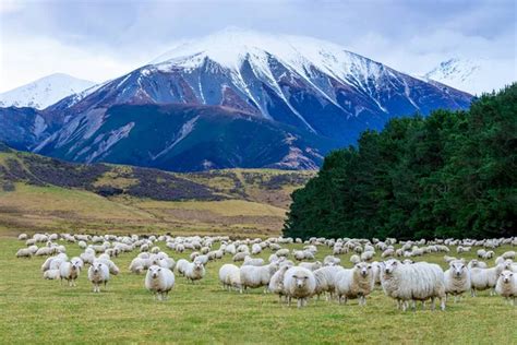 New zealand sheep Stock Photos, Royalty Free New zealand sheep Images | Depositphotos