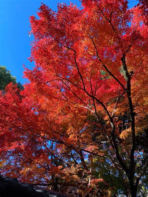 京都賞楓🍁景點分享ᐟᐟ 日本旅遊板 Dcard