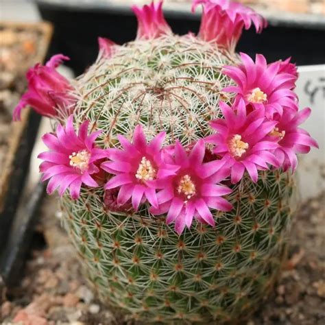 Mammillaria Entretien Culture Infos Cactus Encyclo