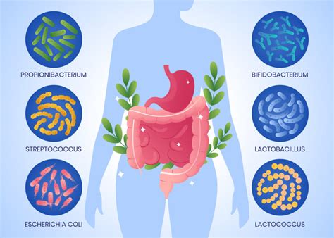 Qu Es La Disbiosis Intestinal La Fiesta De La Microbiota