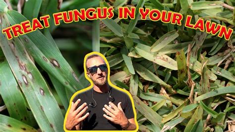 How To Treat Fungus In Your Lawn Summertime Fungus St Augustine