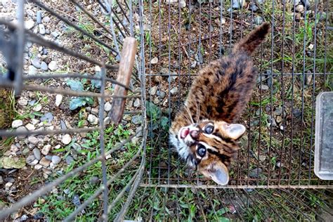 Kucing Hutan Itu Terpantau Di Kawasan Taman Nasional Batang Gadis