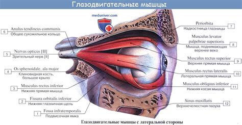 Анатомия: Вспомогательные органы глаза. Мышцы глазного яблока. Мышцы глаза.