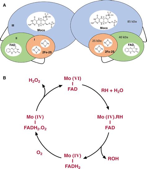 General Structure And Catalytic Activity Of Vertebrate Aoxs A The