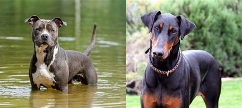 American Staffordshire Terrier Vs Doberman Pinscher Breed Comparison