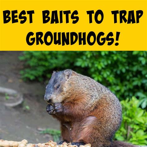 Best Bait For Trapping Groundhogs Squirrels At The Feeder