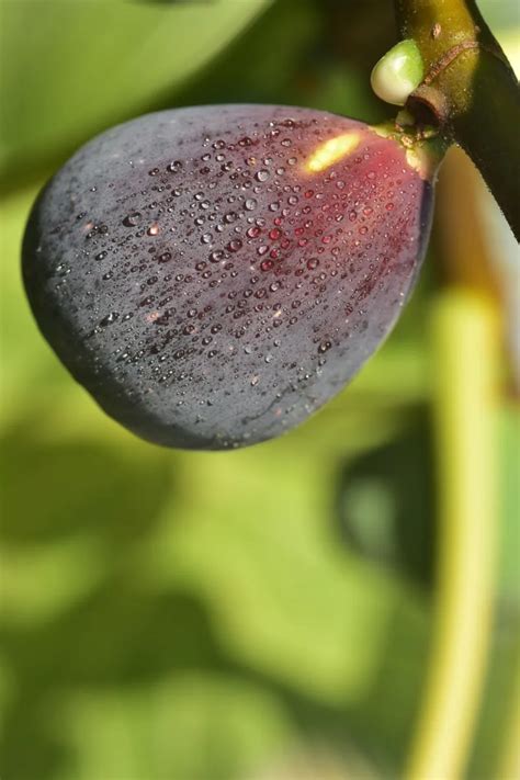 Fico Natalino O Catalano Vivaio Online Egarden