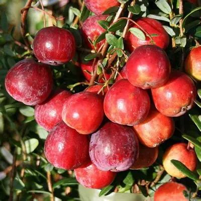 Клюква крупноплодная Пилигрим С3 купить за 690 р. в садовом центре АСТ ...