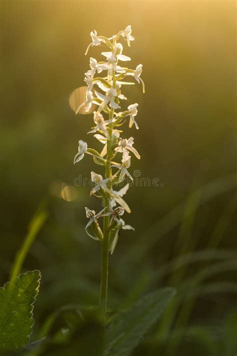 Bifolia De Lesser Butterfly Orchid Platanthera Fleur Sauvage Photo