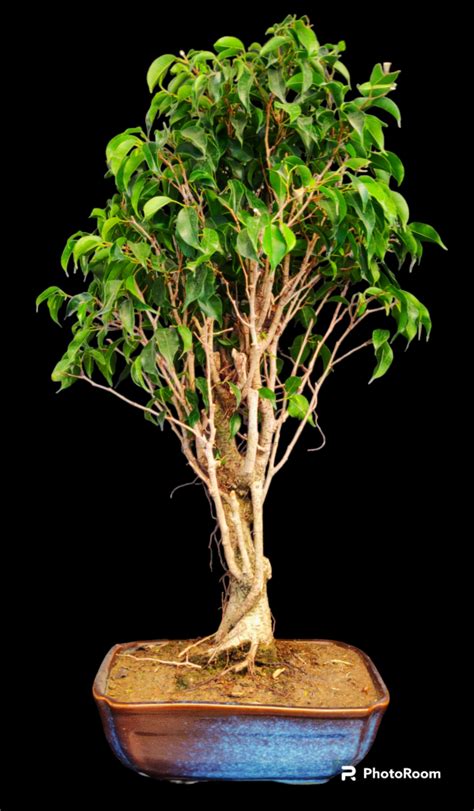 Ficus Benjamina Bonsai Large - Buy Bonsai Delhi NCR.