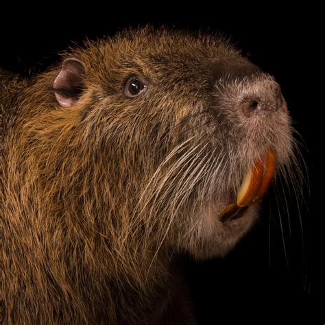 Nutria National Geographic