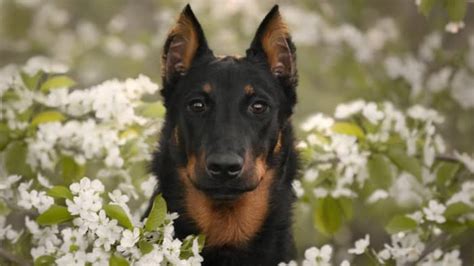 The Beauceron Dog Breed: History, Temperament, and Care Guide - PetHelpful