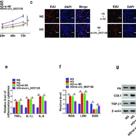 Circ Knockdown Alleviated Hg Induced Cell Damage In Hk Cells