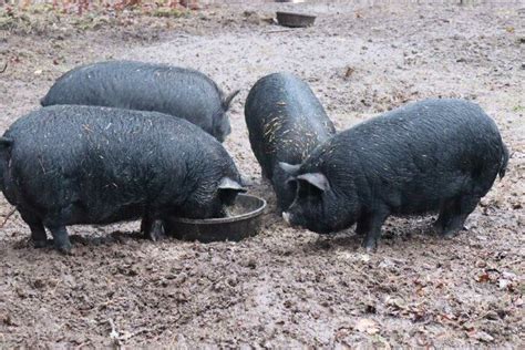 Raising American Guinea Hogs With Cathy Payne Pig Breeds Livestock