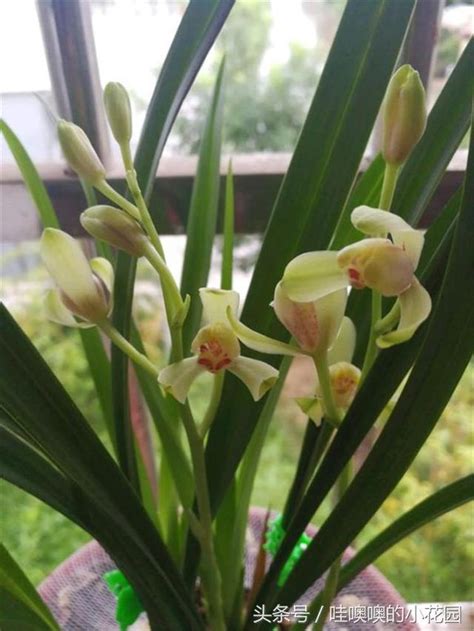 想讓蘭花開花芳香十里，配土的時候，還得靠這東西！ 每日頭條