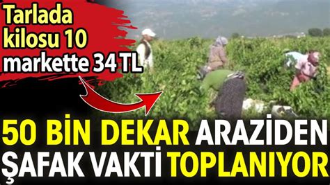 50 bin dekar araziden şafak vakti toplanıyor Tarlada kilosu 10