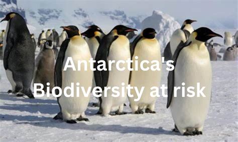 Antarctica's Biodiversity at risk, Emperor Penguins could be extinct by