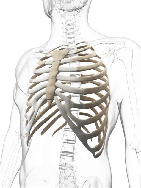 Huesos Columna Vertebral Estern N Costillas Y T Rax Isami