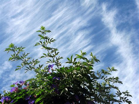 Plants & sky Free Photo Download | FreeImages