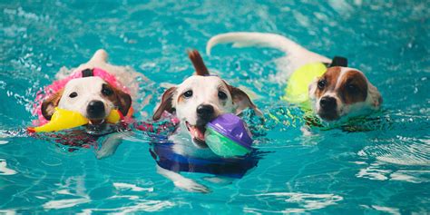 Consejos Para Cuidar A Tu Mascota En Piscinas Y Playas Fan Ticos De