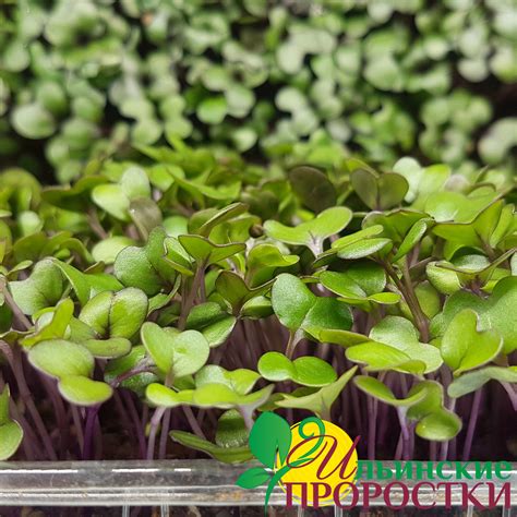 Кольраби фиолетовая семена для проращивания микрозелени купить в ...