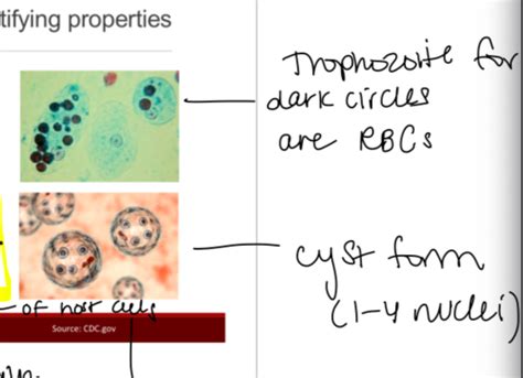 Microbiology Gi Protozoal Infections Flashcards Quizlet