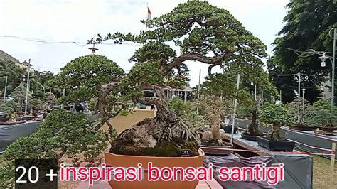 Inspirasi Bonsai Santigi Youtube