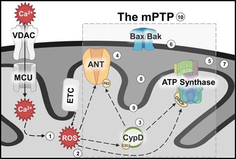 Mitochondrial Permeability Transition Pore Dependent Necrosis Journal